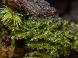 Attēlu rezultāti vaicājumam “Scapania nemorea”