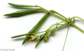 Attēlu rezultāti vaicājumam “Impatiens parviflora leaf”