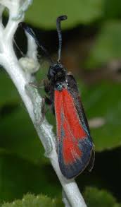 Attēlu rezultāti vaicājumam “Zygaena sp.”