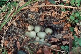 Attēlu rezultāti vaicājumam “Anas platyrhynchos eggs”