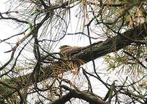Attēlu rezultāti vaicājumam “Caprimulgus europaeus nest”