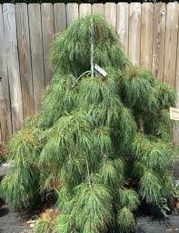 Attēlu rezultāti vaicājumam “Pinus strobus fruit”