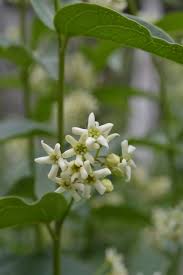 Attēlu rezultāti vaicājumam “Vincetoxicum hirundinaria”