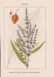 Attēlu rezultāti vaicājumam “Rumex hydrolapathum”