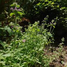 Attēlu rezultāti vaicājumam “Clinopodium vulgare leaf”