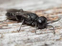 Attēlu rezultāti vaicājumam “Crabronidae”