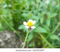 Attēlu rezultāti vaicājumam “Galinsoga quadriradiata flower”
