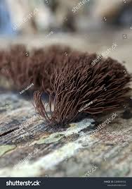 Attēlu rezultāti vaicājumam “Stemonitis virginiensis spores”