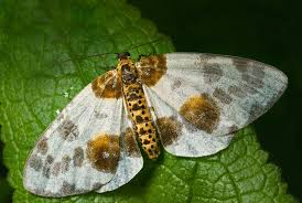 Attēlu rezultāti vaicājumam “Abraxas sylvata larva”