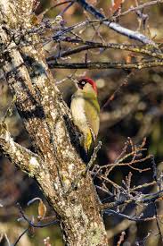 Attēlu rezultāti vaicājumam “Picus viridis”
