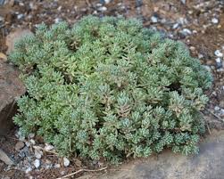 Attēlu rezultāti vaicājumam “Sedum hispanicum”