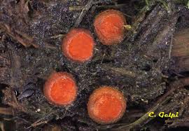 Attēlu rezultāti vaicājumam “Cheilymenia stercorea”