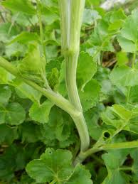 Attēlu rezultāti vaicājumam “Pimpinella saxifraga leaf”