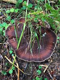 Attēlu rezultāti vaicājumam “Coltricia perennis”