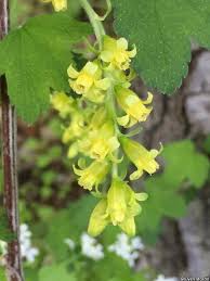 Attēlu rezultāti vaicājumam “Ribes nigrum flower”