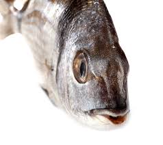 Image result for Diplodus vulgaris