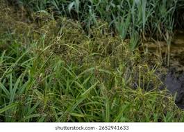 Attēlu rezultāti vaicājumam “Scirpus sylvaticus”