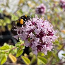 Attēlu rezultāti vaicājumam “Origanum vulgare flower”