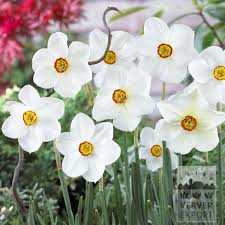 Attēlu rezultāti vaicājumam “Narcissus poeticus”