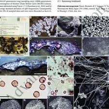 Attēlu rezultāti vaicājumam “Diderma chondrioderma sessile”