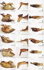 Attēlu rezultāti vaicājumam “Argynnis adippe female”