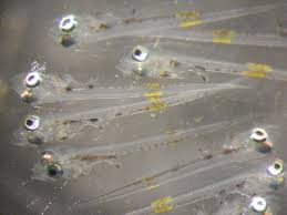 Image result for Pachymetopon grande