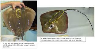 Image result for Hypanus say