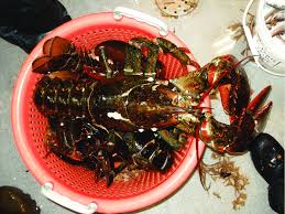 Image result for Homarus americanus