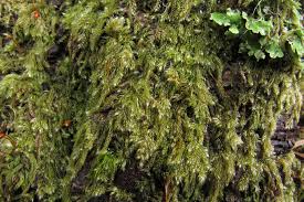 Attēlu rezultāti vaicājumam “Hypnum jutlandicum”