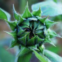 Attēlu rezultāti vaicājumam “Jovibarba globifera bud”