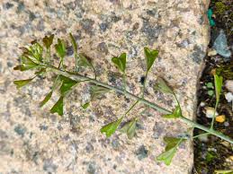 Attēlu rezultāti vaicājumam “Capsella bursa-pastoris fruit”