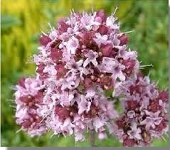 Image result for Origanum majorana