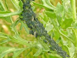 Attēlu rezultāti vaicājumam “Aphis jacobaeae”