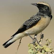 Image result for Oenanthe pleschanka