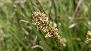 Attēlu rezultāti vaicājumam “Carex dioica male flower”