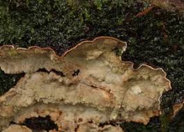 Attēlu rezultāti vaicājumam “Cystostereum murrayi”