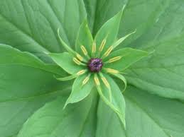 Attēlu rezultāti vaicājumam “Paris quadrifolia”