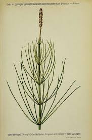 Attēlu rezultāti vaicājumam “Equisetum palustre”