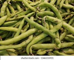 Attēlu rezultāti vaicājumam “Vicia faba”