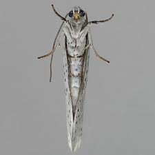 Attēlu rezultāti vaicājumam “Yponomeuta evonymella”