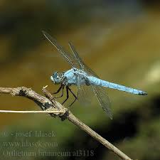 Attēlu rezultāti vaicājumam “Orthetrum brunneum”