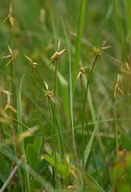 Attēlu rezultāti vaicājumam “Carex pauciflora”