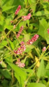 Attēlu rezultāti vaicājumam “Persicaria lapathifolia flower”