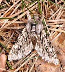 Attēlu rezultāti vaicājumam “Brachionycha nubeculosa”