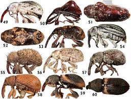 Attēlu rezultāti vaicājumam “Curculionidae”