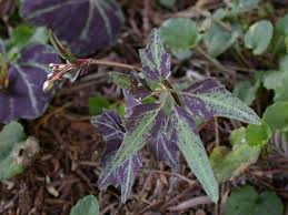 Attēlu rezultāti vaicājumam “Cardamine bulbifera leaf”
