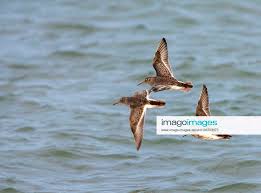 Attēlu rezultāti vaicājumam “Calidris maritima”