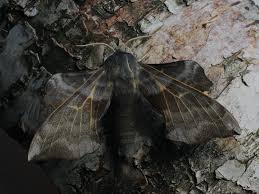 Attēlu rezultāti vaicājumam “Laothoe amurensis”