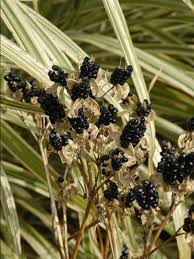 Image result for Pardancanda norrisii