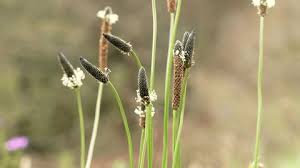 Attēlu rezultāti vaicājumam “Carex hirta female flower”